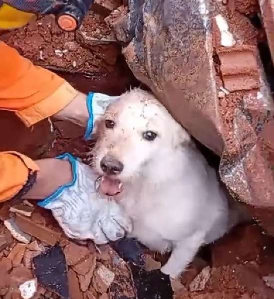 Cão "Pumba" é resgatado com vida de escombros em Juiz de Fora (MG)